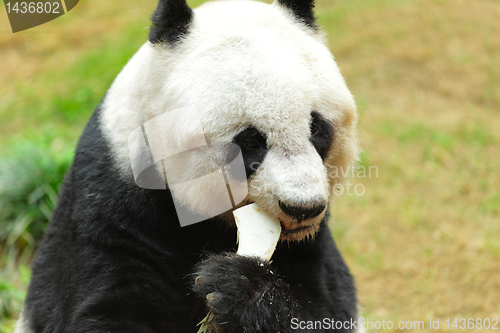 Image of panda