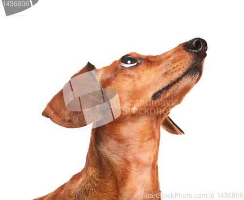 Image of dachshund dog look up