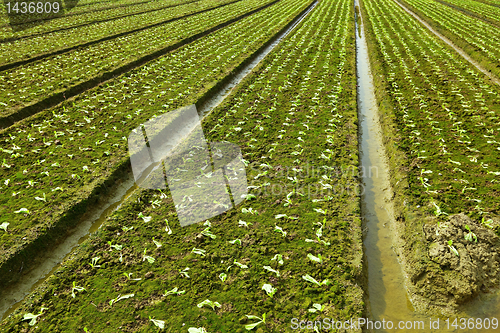 Image of farm field