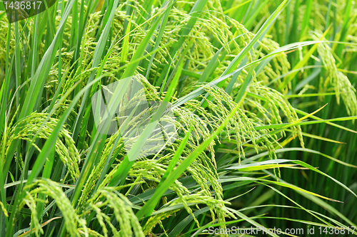 Image of Paddy Rice