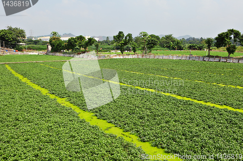 Image of farm field