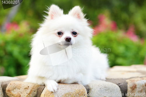 Image of white pomeranian dog