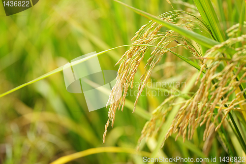 Image of Paddy Rice