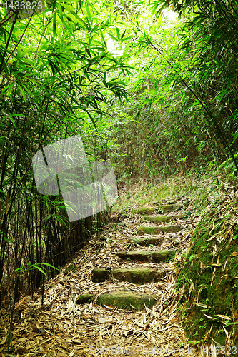 Image of path in bamboo forest
