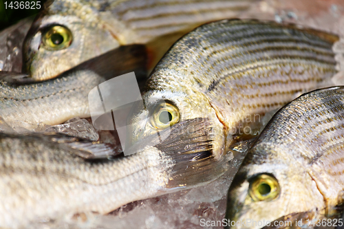 Image of fish for sale