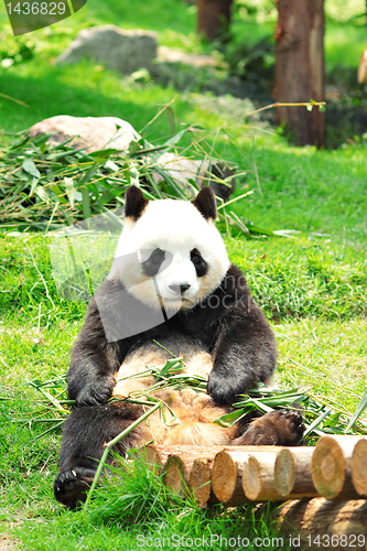 Image of panda