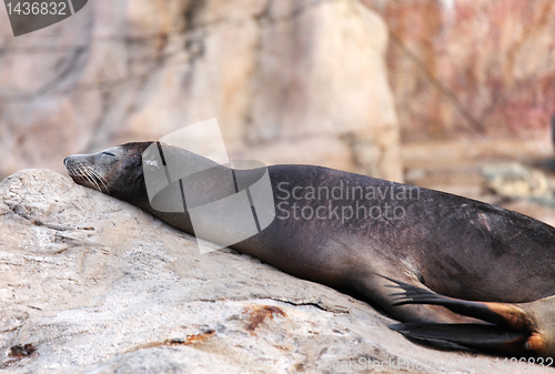 Image of sea lion