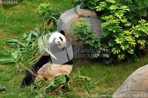 Image of panda