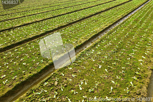 Image of farm field