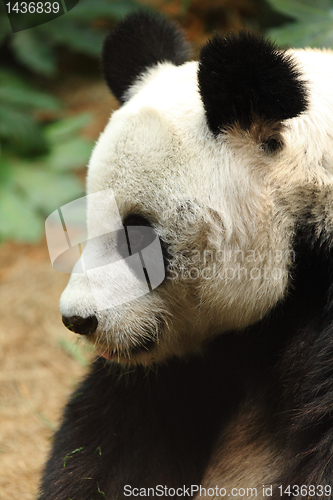 Image of panda