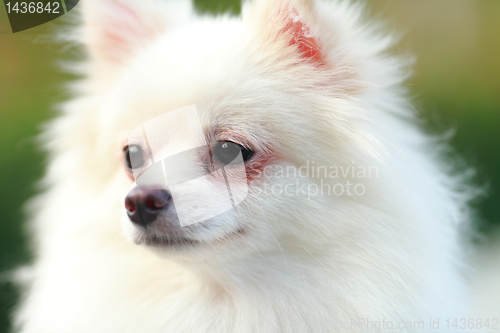 Image of white pomeranian dog