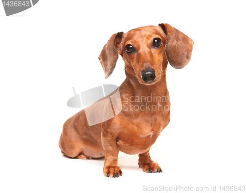 Image of dachshund dog