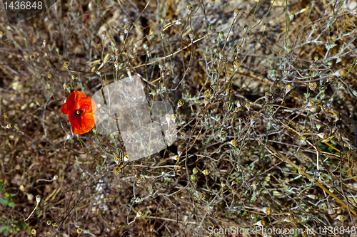Image of Wild poppies growing in a spring field