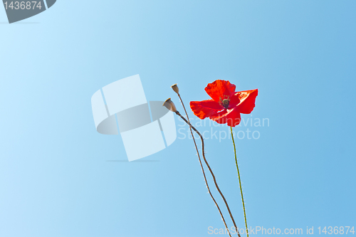 Image of wild poppies against blue sky