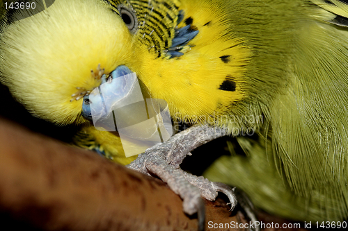 Image of green petbird