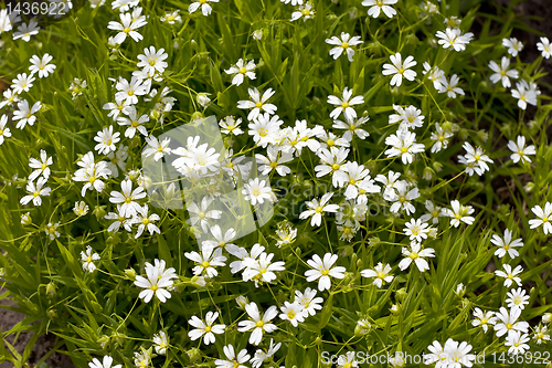 Image of Daisies in the morning