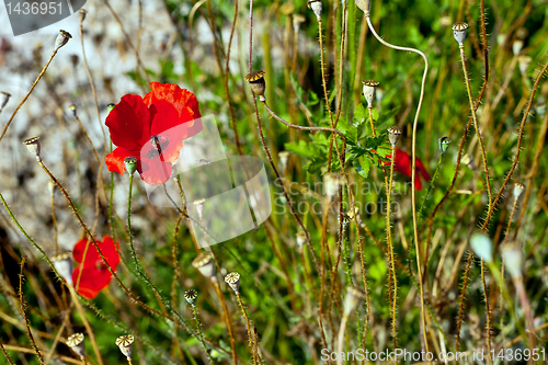 Image of Wild poppies growing in a spring field