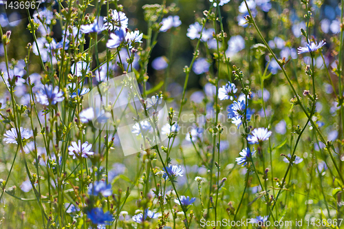 Image of flowers background