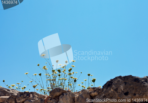 Image of beautiful flowers in the sky