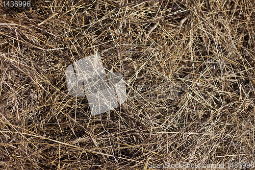 Image of dry yellow hay background