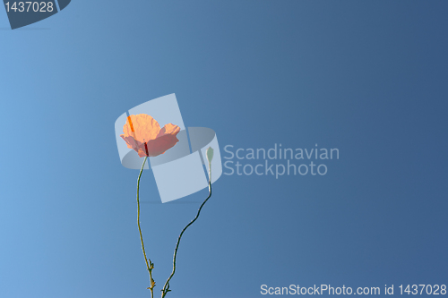 Image of wild poppies against blue sky