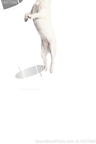 Image of jack russell terrier jumping