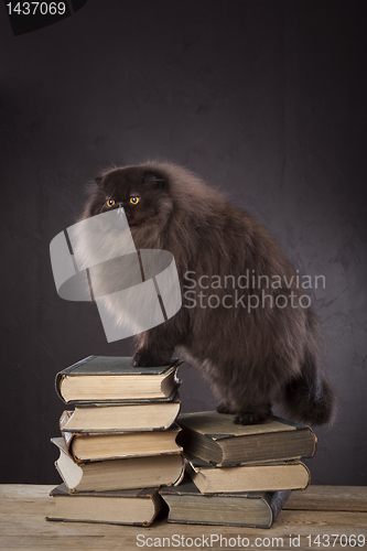 Image of Long haired cat