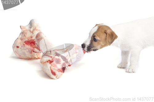 Image of cute jack russell terrier puppy