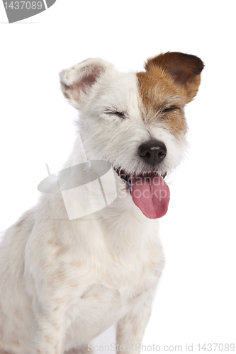 Image of jack russell terrier smiling 