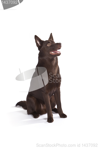 Image of Cute and funny australian Kelpie