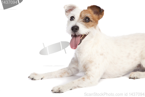 Image of jack russell terrier lying down