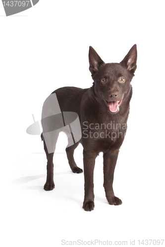 Image of Cute and funny australian Kelpie