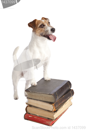 Image of jack russell terrier standing