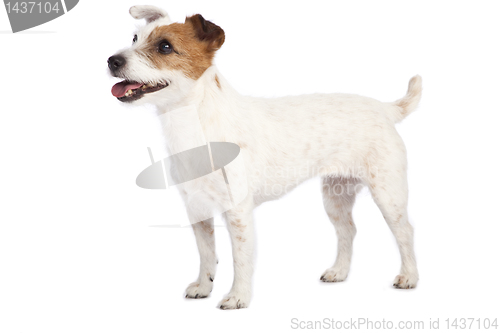 Image of jack russell terrier standing