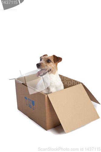 Image of jack russell terrier in a box