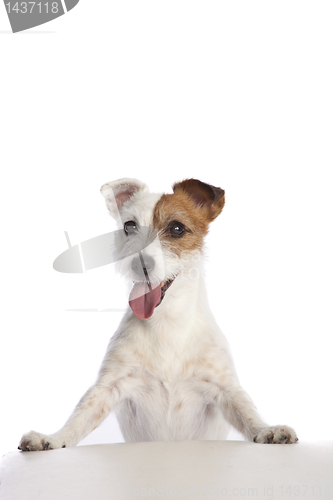 Image of jack russell terrier standing