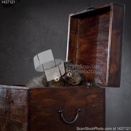 Image of Long haired persian cat in the wooden box