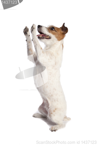 Image of jack russell terrier standing