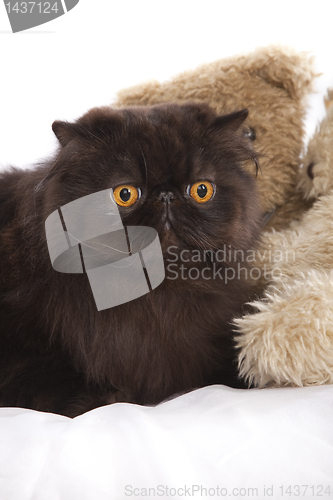 Image of Long haired persian cat