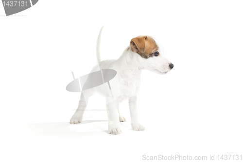 Image of cute jack russell terrier puppy