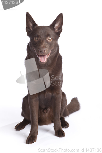 Image of Cute and funny australian Kelpie