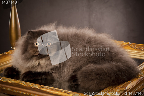 Image of Long haired persian cat