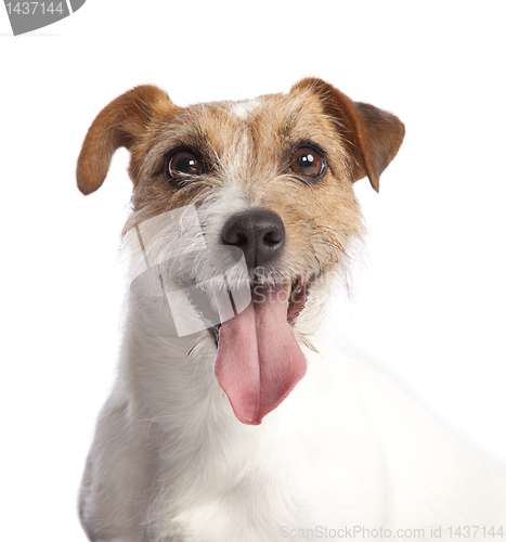 Image of jack russell terrier smiling 