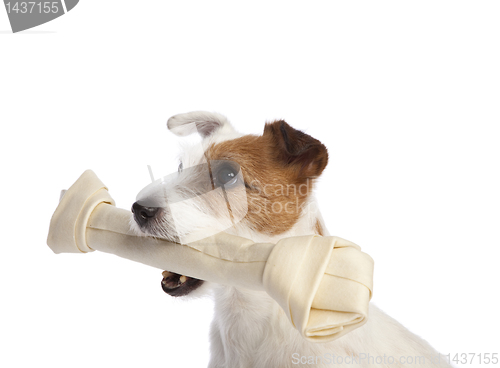 Image of jack russell terrier holding a bone