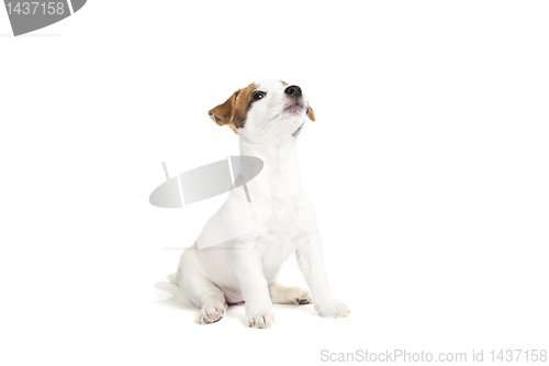 Image of cute jack russell terrier puppy