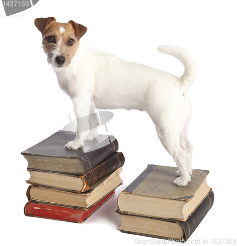 Image of jack russell terrier standing