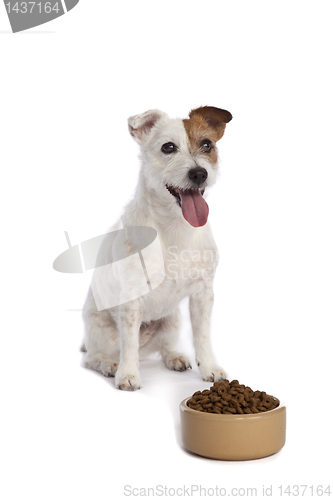 Image of jack russell terrier waiting for food