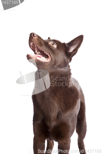 Image of Cute and funny australian Kelpie