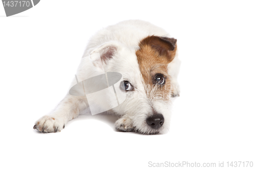 Image of jack russell terrier lying down