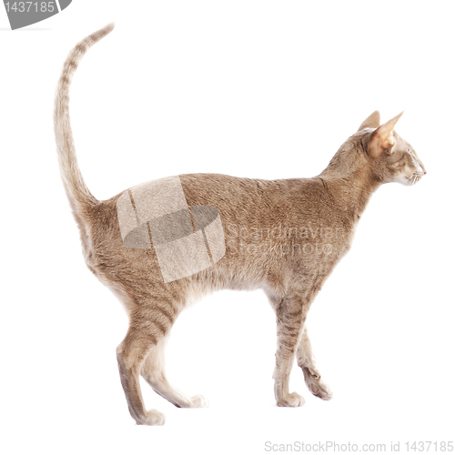 Image of Short haired cat